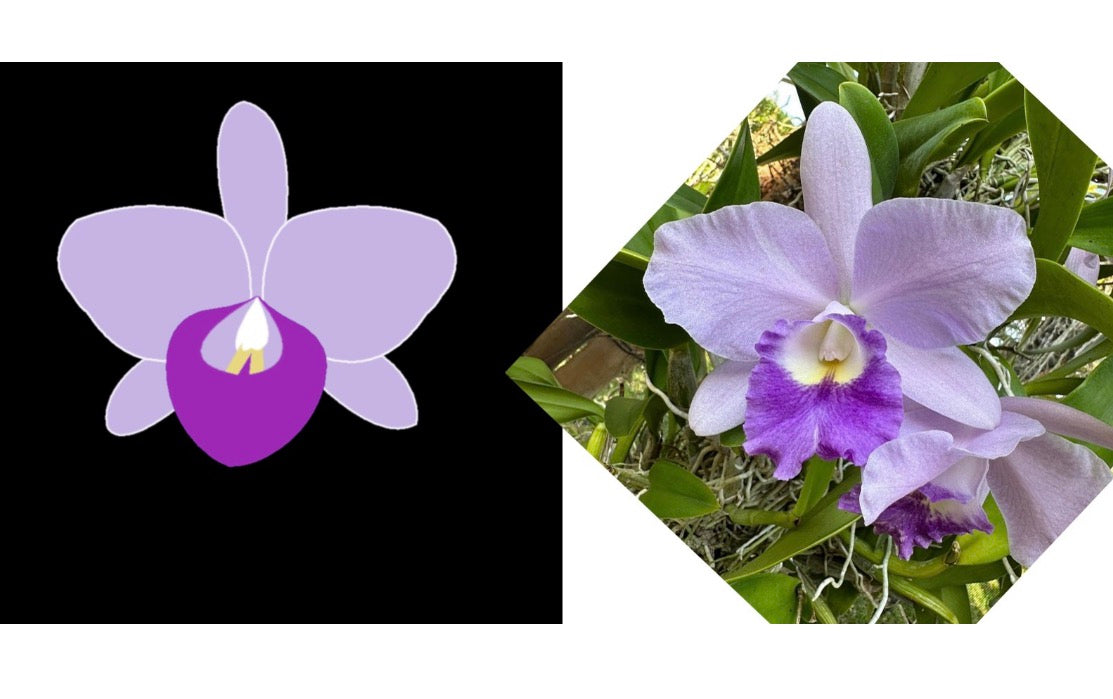 Cattlianthe Orchid Shoe Charms - Orchidique