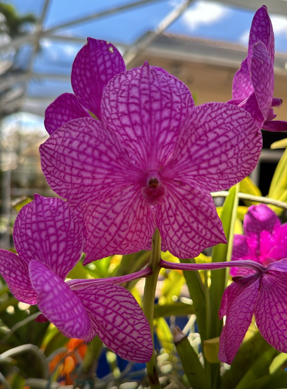 Mini Vanda Studs Orchid Earrings