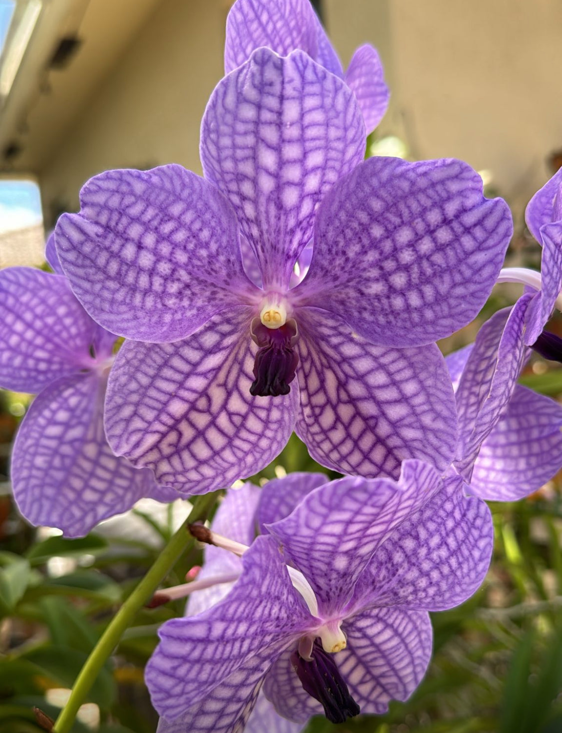 Mini Vanda Studs Orchid Earrings