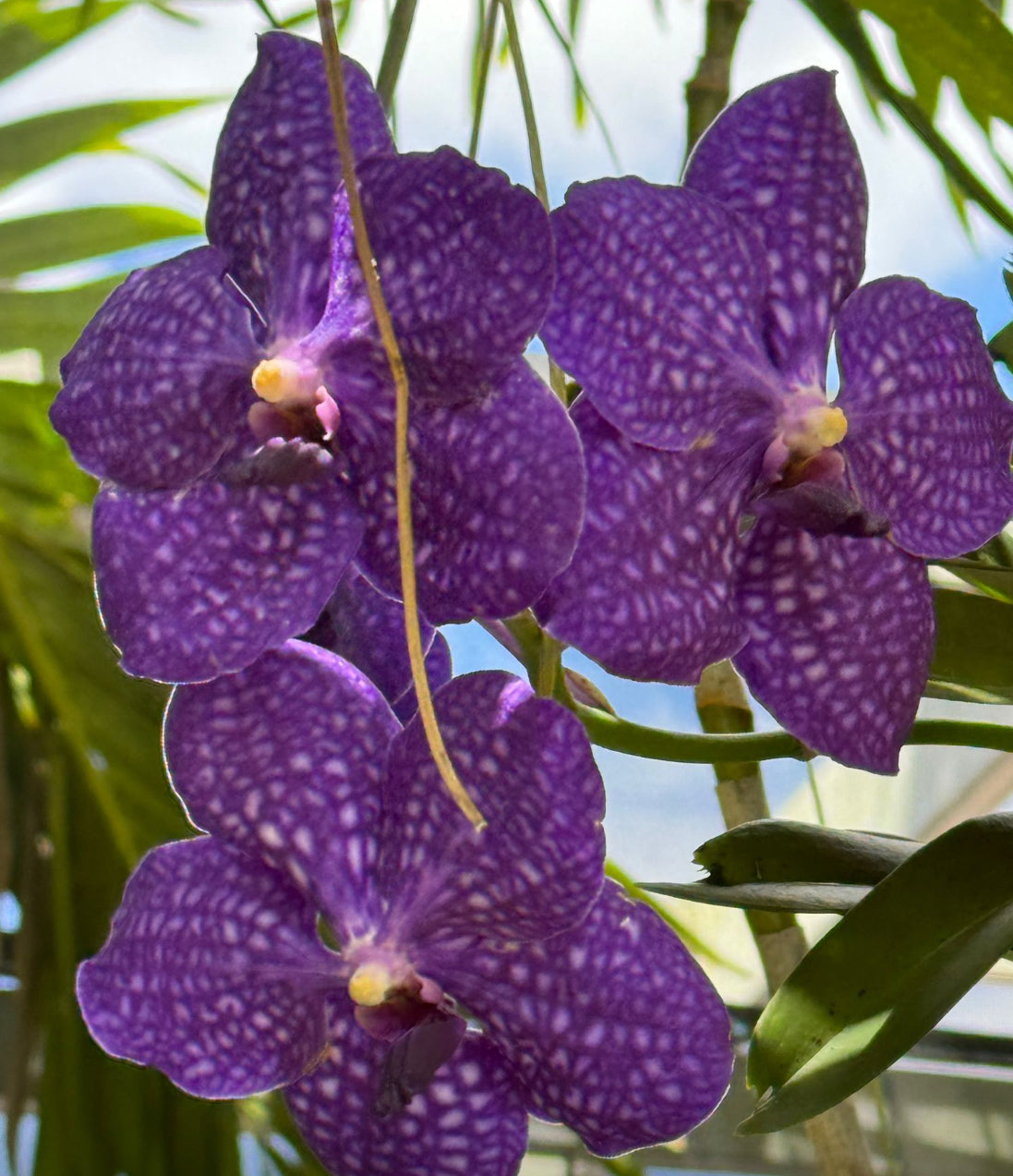 Vanda Orchid Charms for Crocs - Orchidique