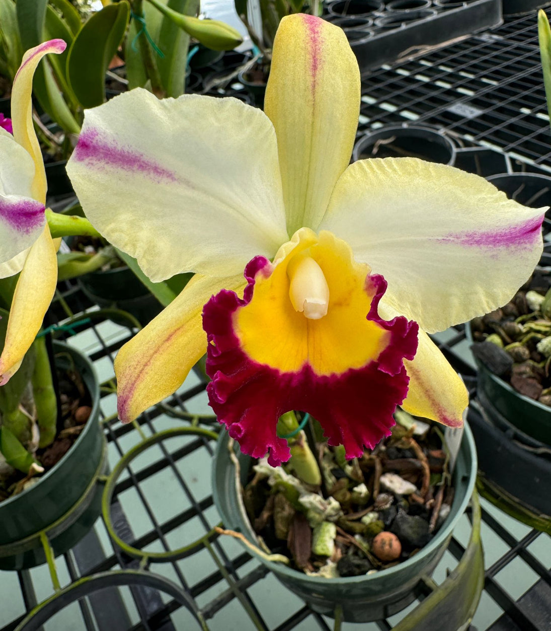 The Hawaiian Collection: Brassolaeliocattleya- inspired Orchid Earrings • Purple Splash Cattleya Earrings