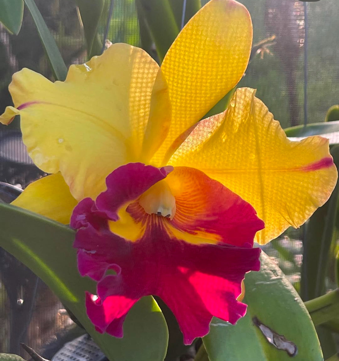 La Colombiana Inspired Collection: Cattleya Yellow- Red Orchid Jewelry Set • 14k Gold Orchid Choker Necklace •Orchid Earrings • Orchid Ring