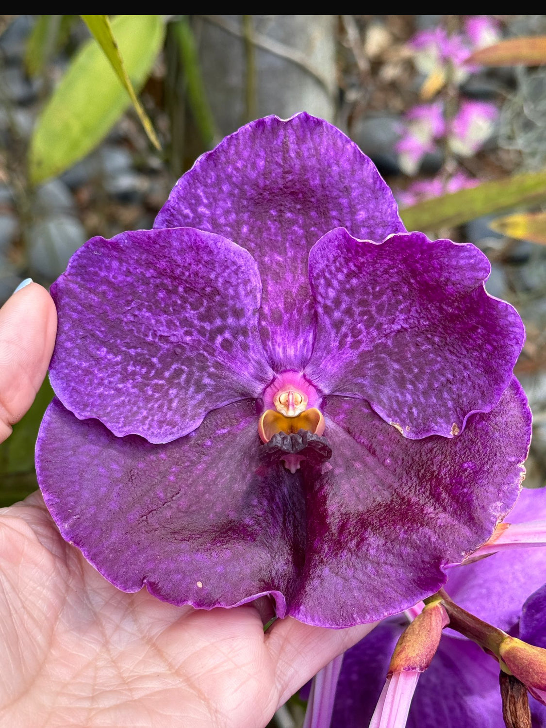 Mini Vanda Studs Orchid Earrings