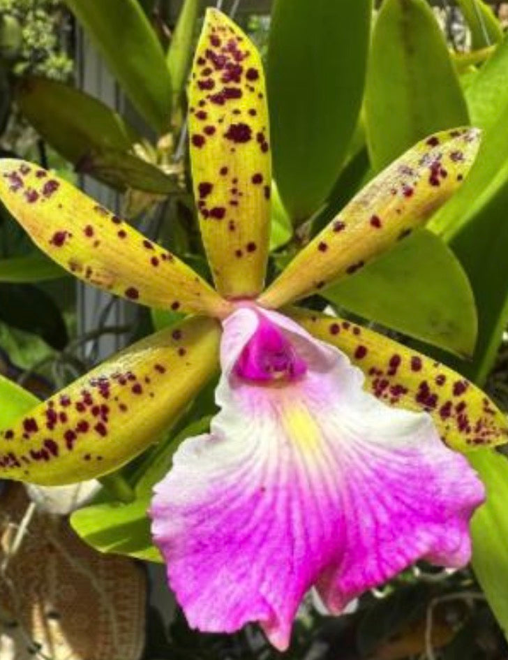 Brassocattleya Orchid Necklace or Studs — Orchidique view 12