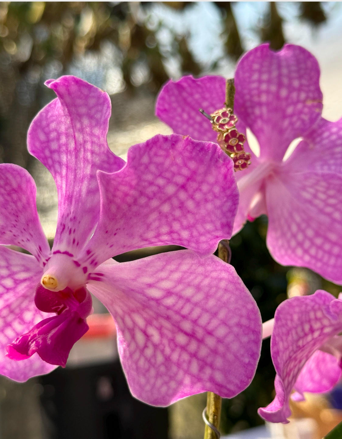 The Vanda Hoop Collection: Vanda Orchid Hoop Earrings