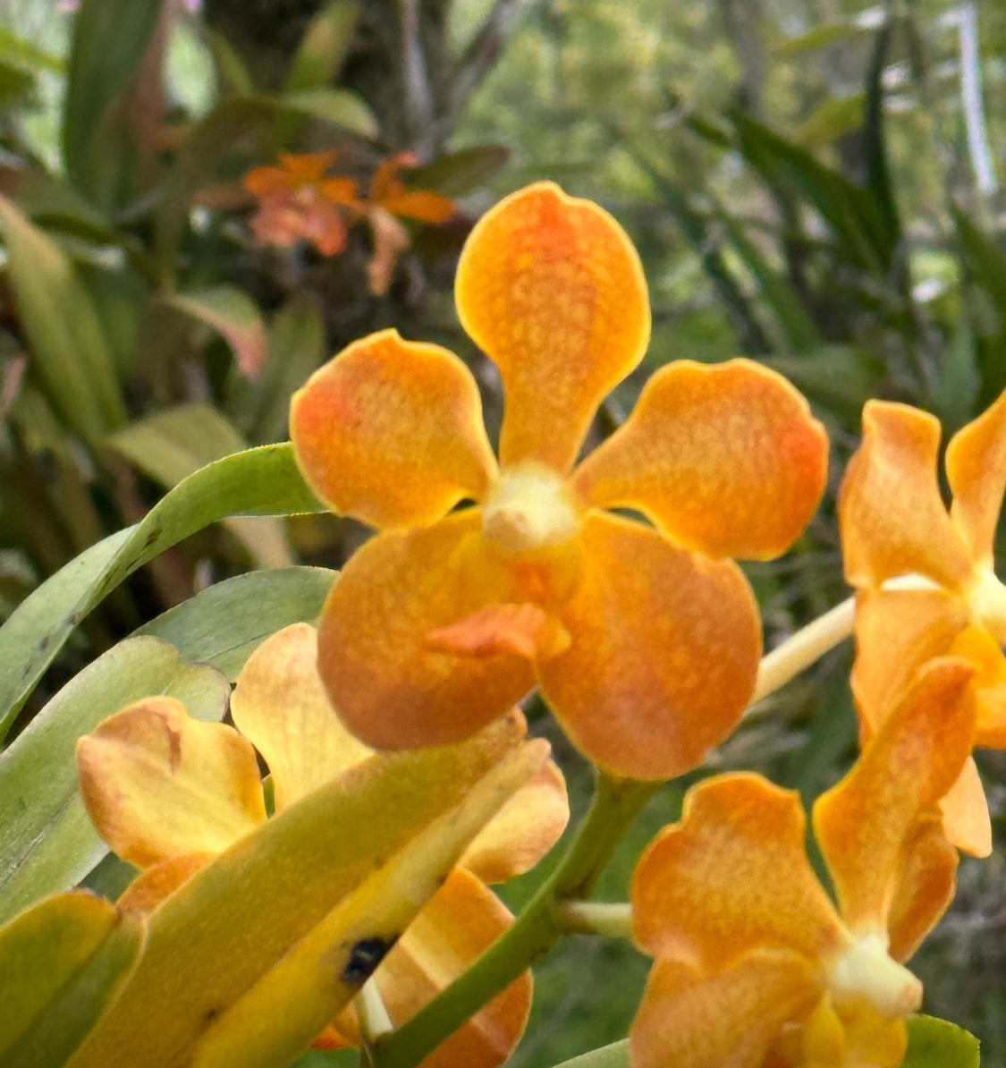 Vanda Orchid Charms for Crocs - Orchidique