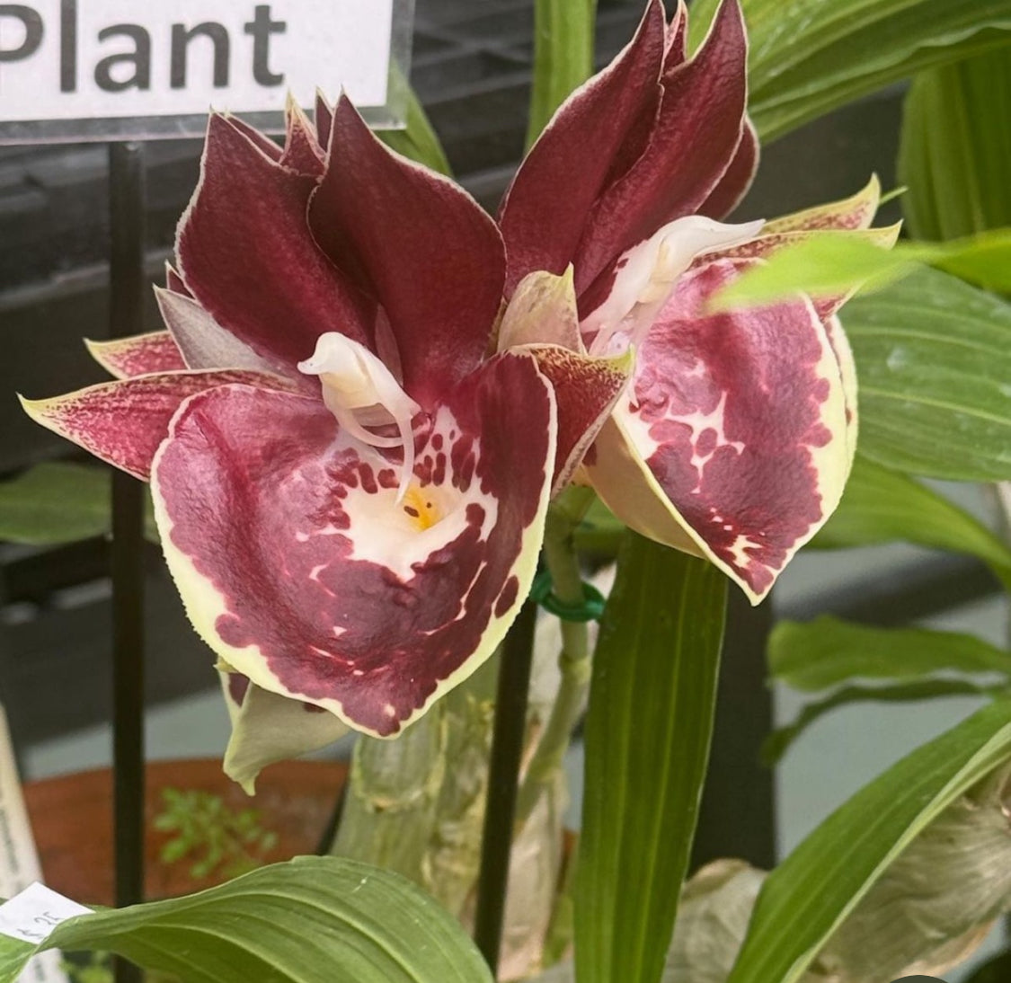 Catasetum Collection : Mel's Burgandy Red Catasetum Orchid Jewelry Set