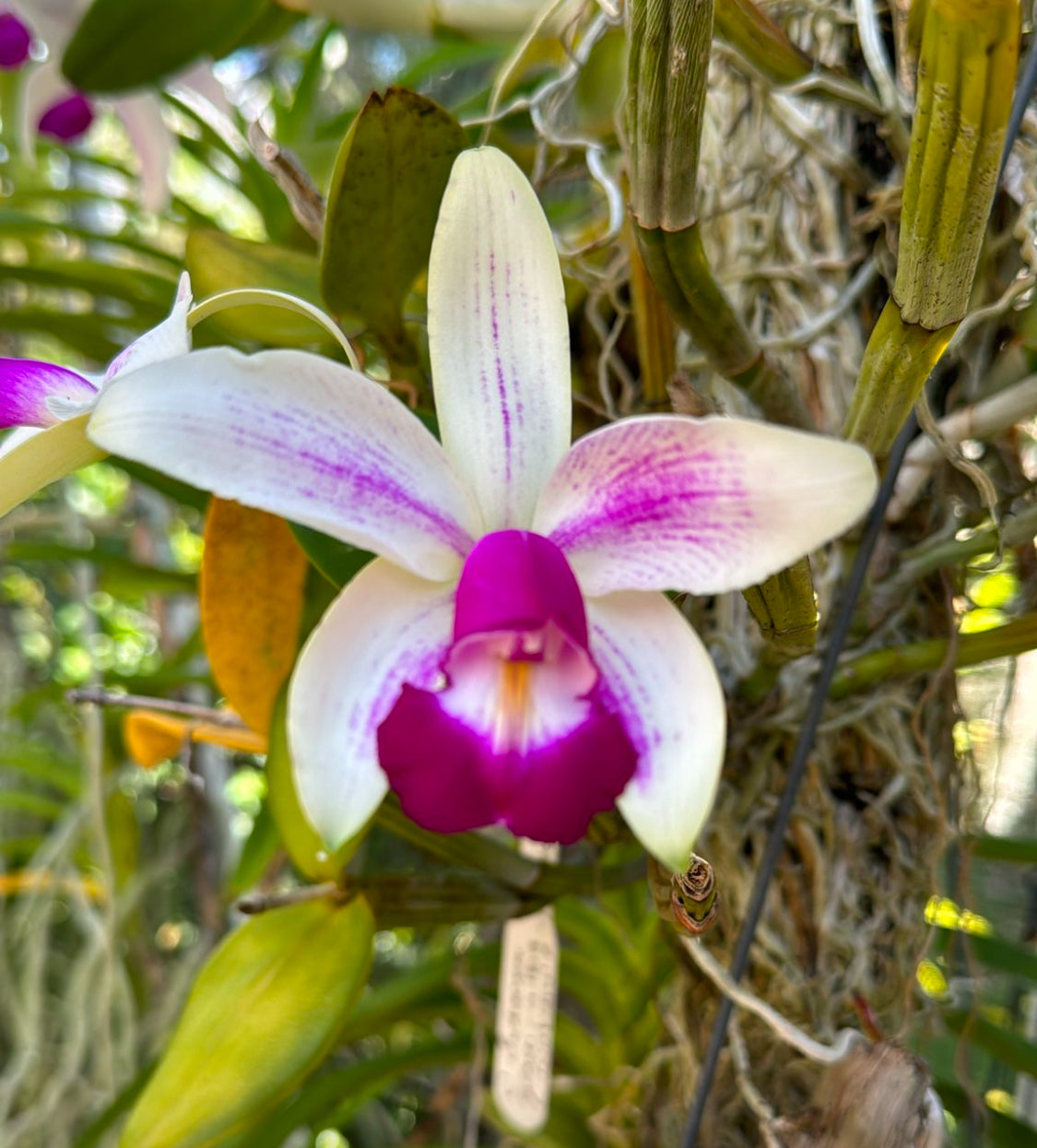 Purple Cattleya Violacea