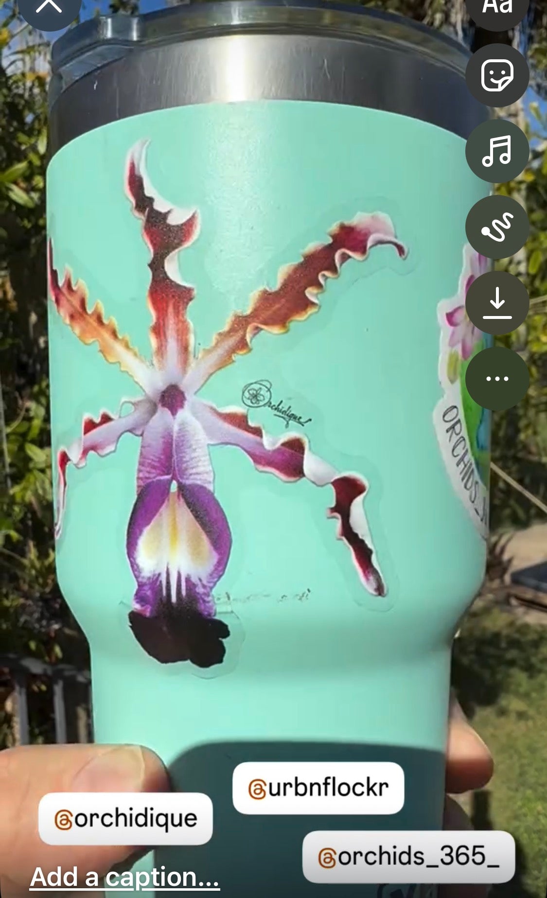 Myrmecophila Exaltata Orchid- Inspired - Waterproof Vinyl Decal Sticker