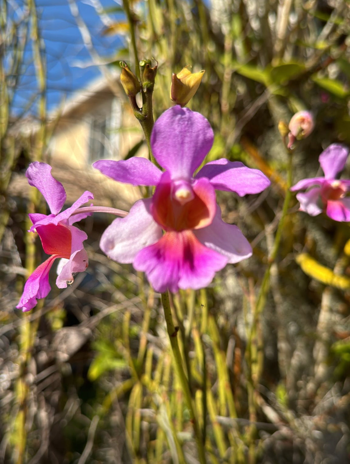 Vanda Pink Joaquim Orchid- Inspired Earrings