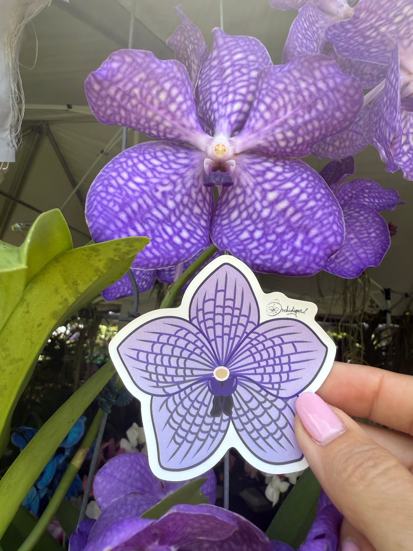 Vanda Orchid