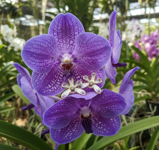 Luzonica Inspired Vanda Orchid Stud Earrings