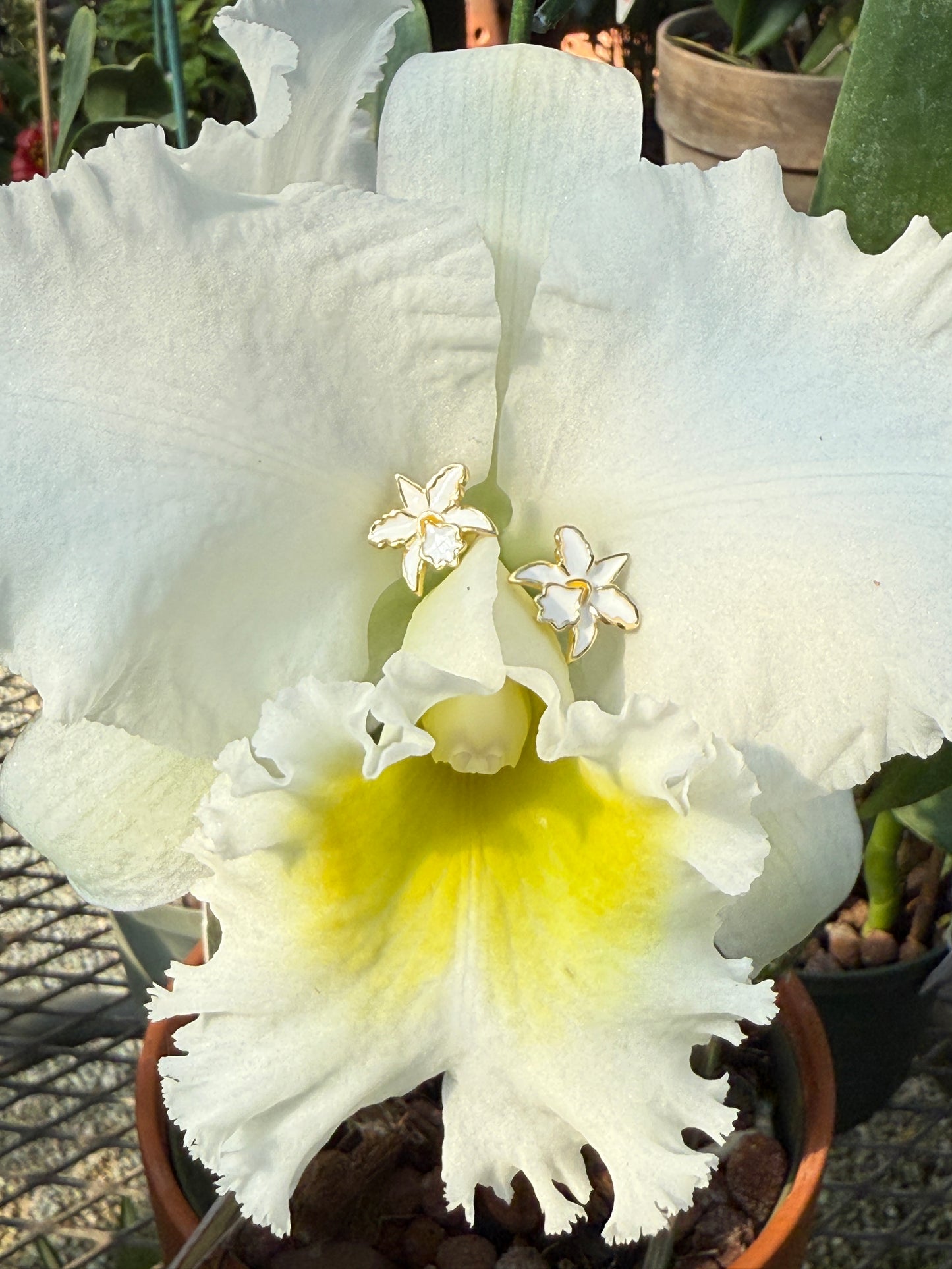 La Colombiana Inspired Collection: Cattleya Orchid Jewelry Set • White • Orchid Flower Necklace & Earrings