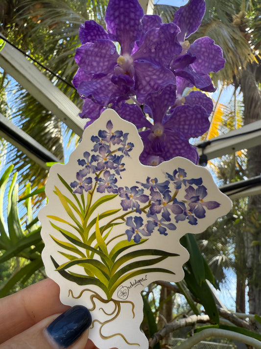 Vanda Violeta Sticker