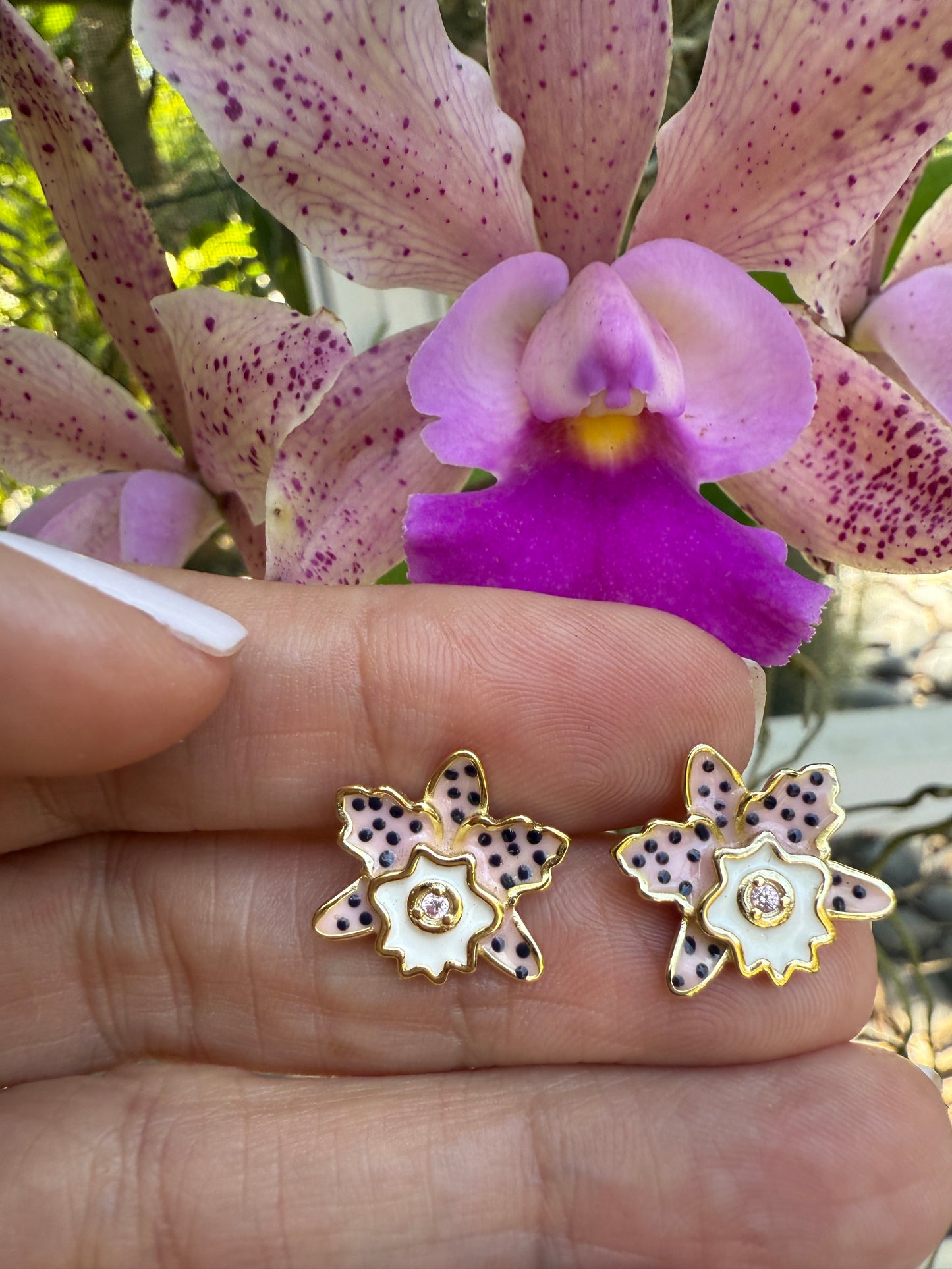 Rhyncholaeliocattleya (RLC)  Collection: Cattleya Summer Spot Orchid Set