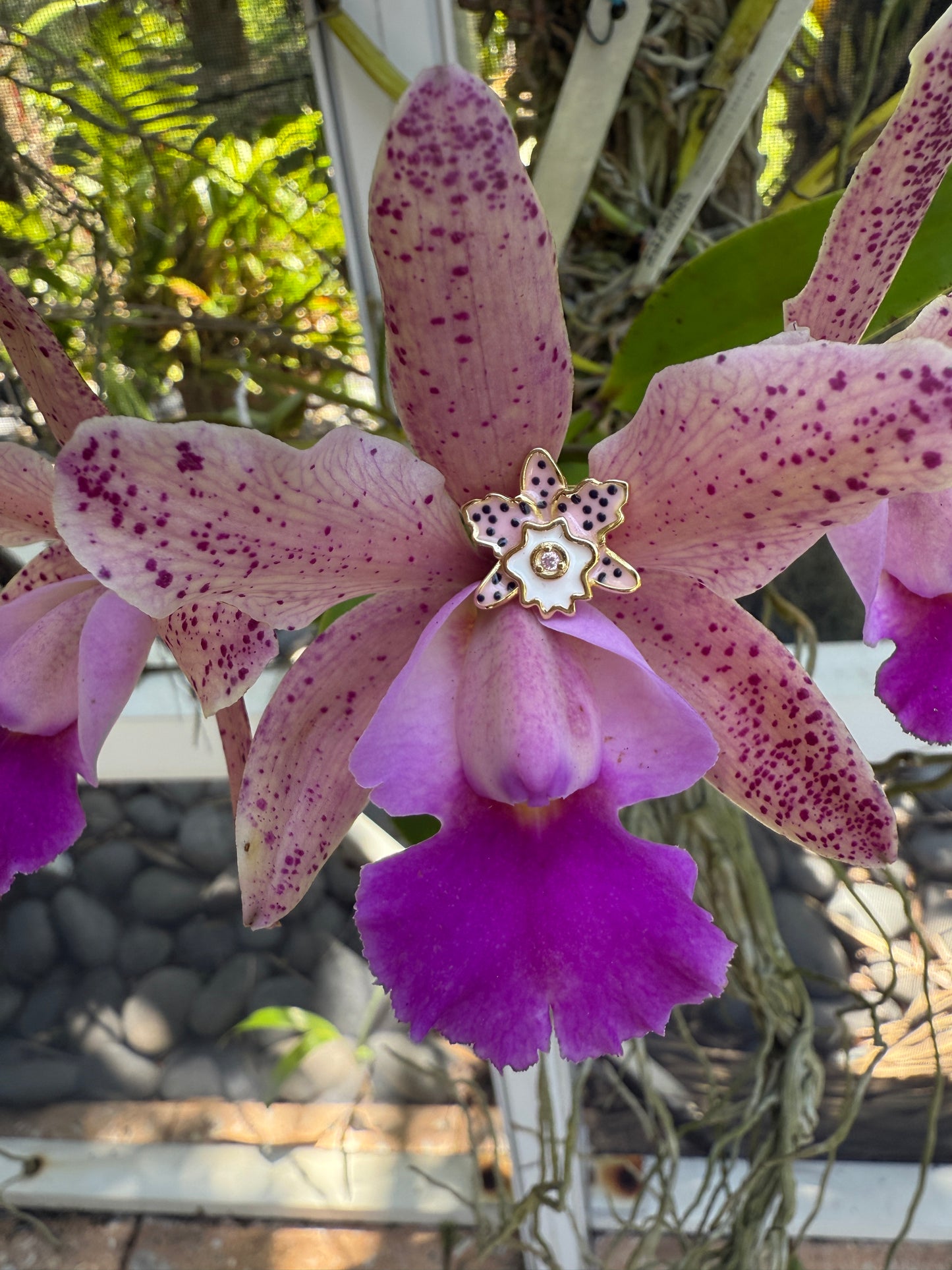 Rhyncholaeliocattleya (RLC)  Collection: Cattleya Summer Spot Orchid Set