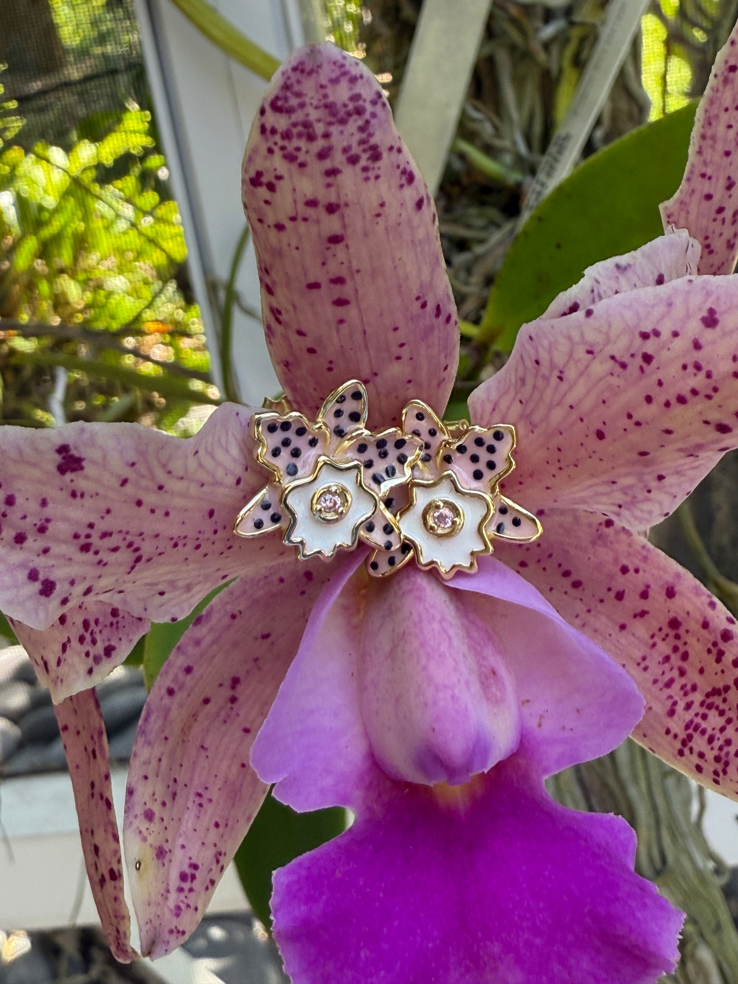 Rhyncholaeliocattleya (RLC)  Collection: Cattleya Summer Spot Orchid Set