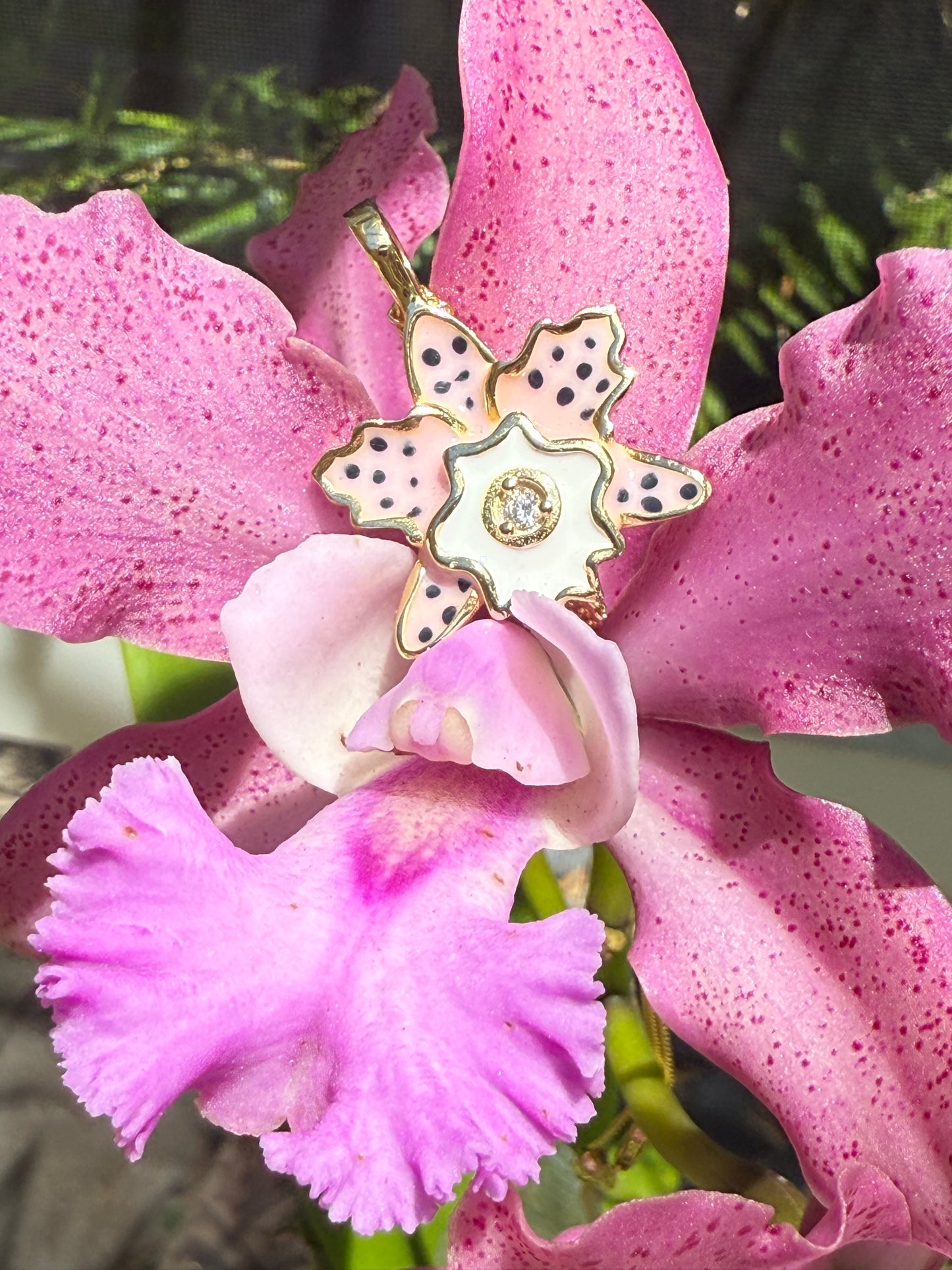 Rhyncholaeliocattleya (RLC)  Collection: Cattleya Summer Spot Orchid Set