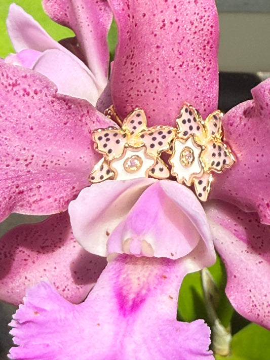 Rhyncholaeliocattleya (RLC)  Collection: Cattleya Summer Spot Orchid Set