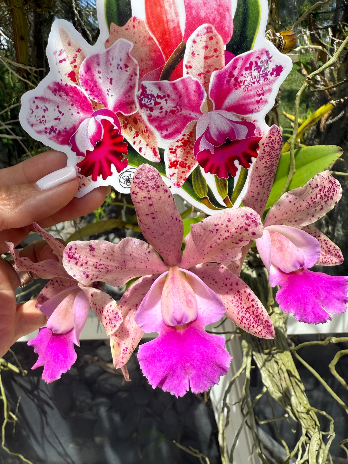 Rhyncholaeliocattleya (RLC)  Collection: Cattleya Summer Spot Orchid Set
