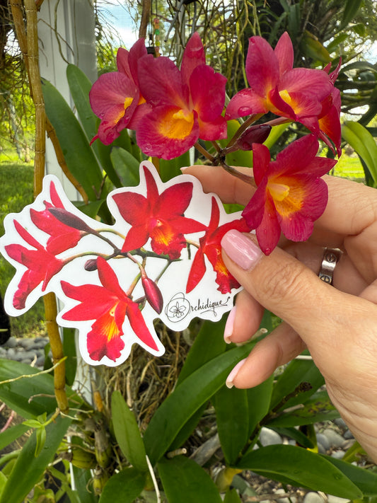 Cattleyatonya Why Not Orchid  • Flower Sticker