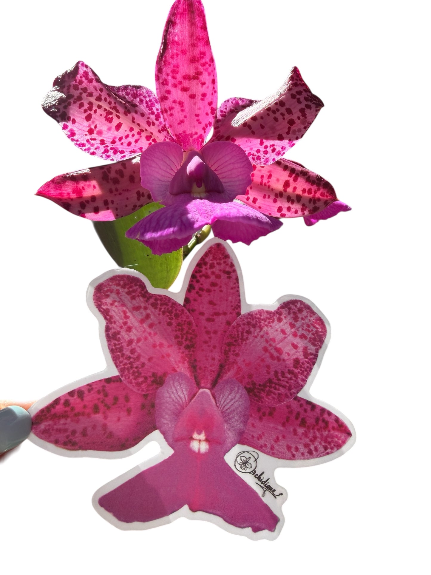 Cattleya Measuresiana Orchid Sticker