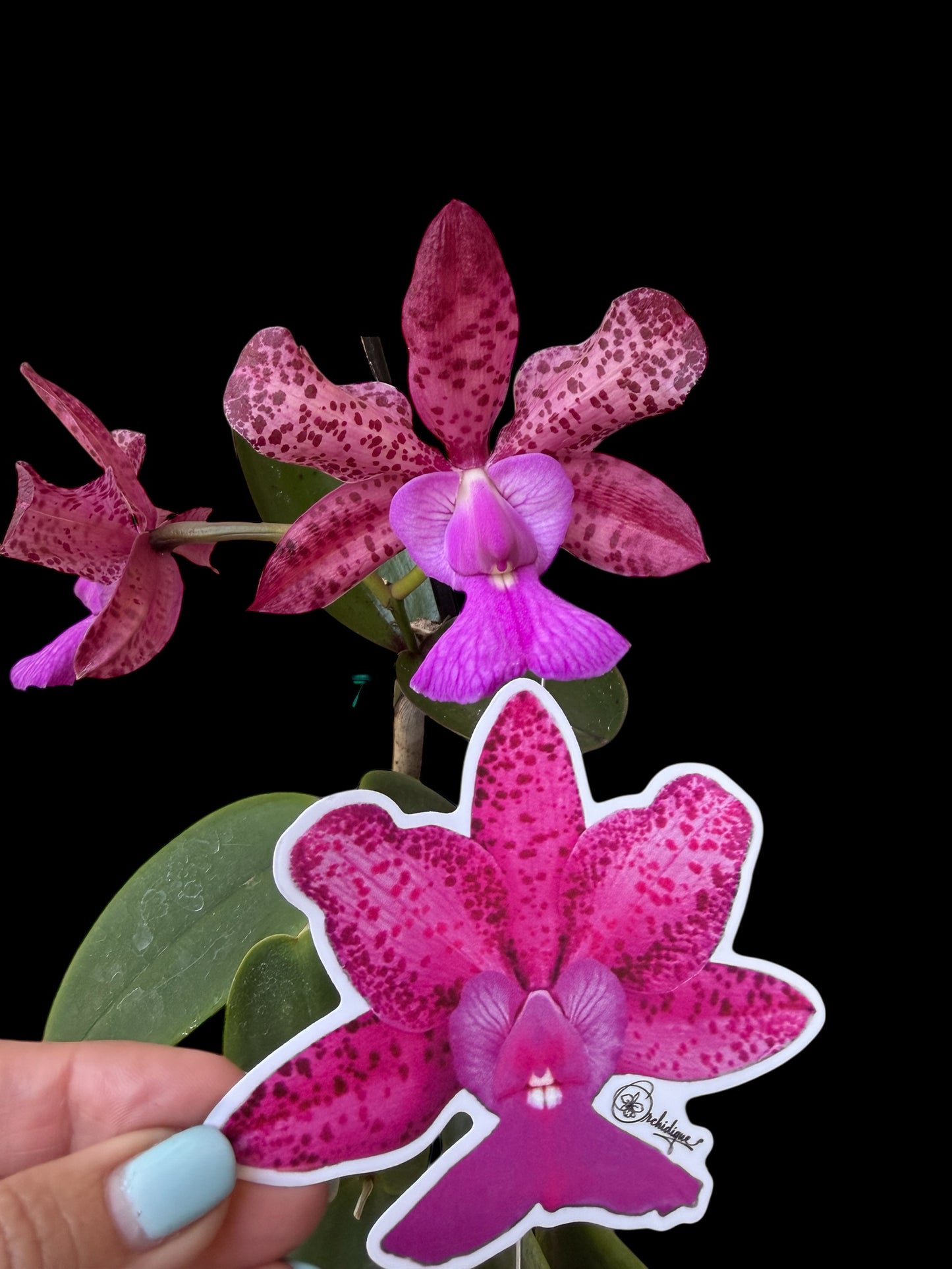 Cattleya Measuresiana Orchid Sticker