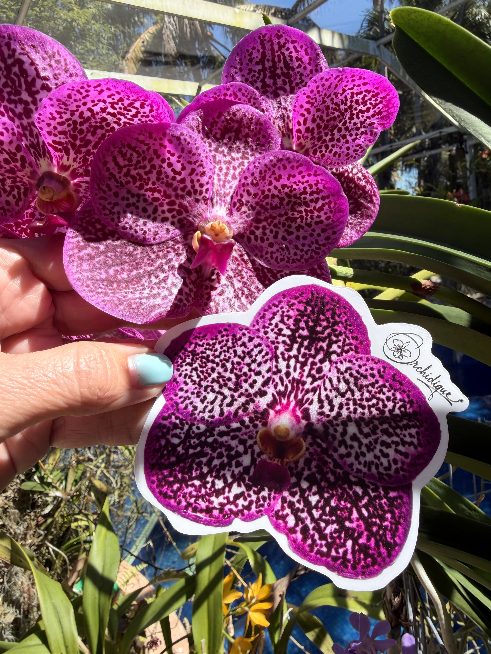 Vanda Uraiwan Belle Sticker • Orchid Sticker - Orchidique