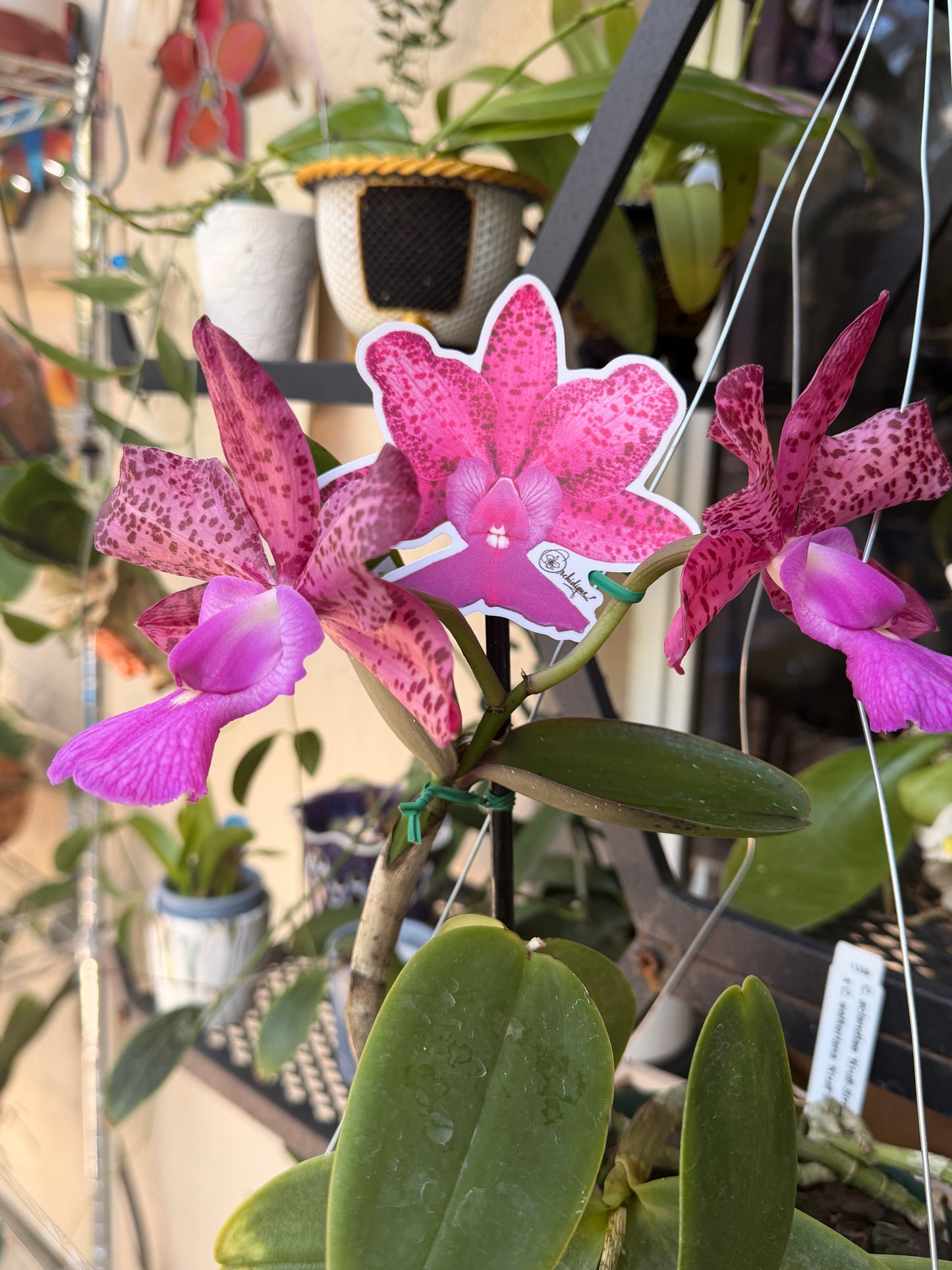 Cattleya Measuresiana Orchid Sticker