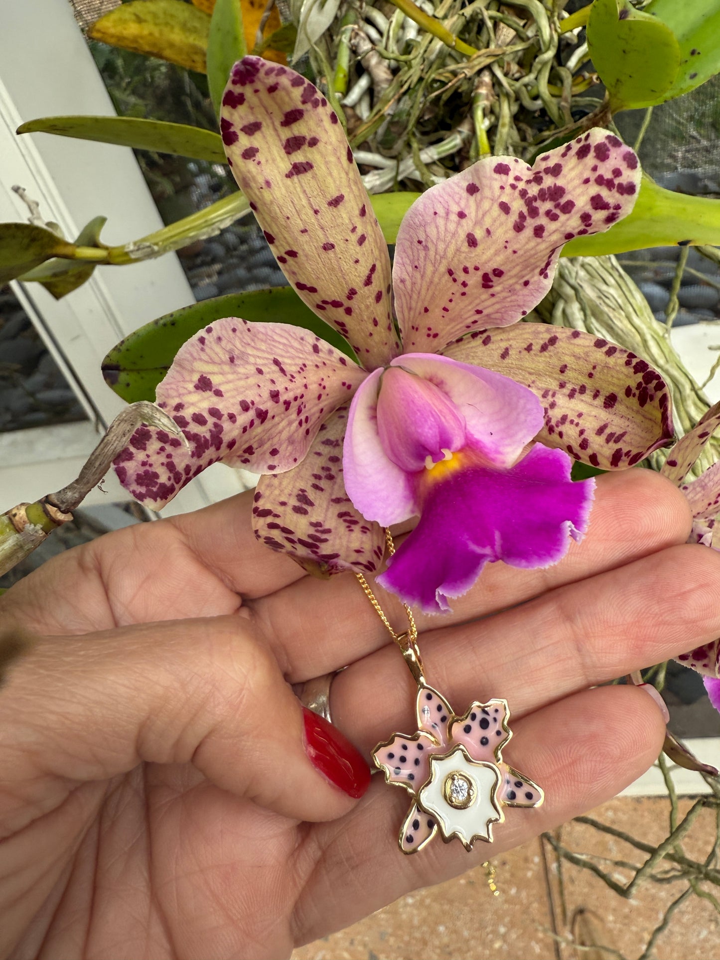 Rhyncholaeliocattleya (RLC)  Collection: Pastel Pink Spotted Cattleya Orchid Set