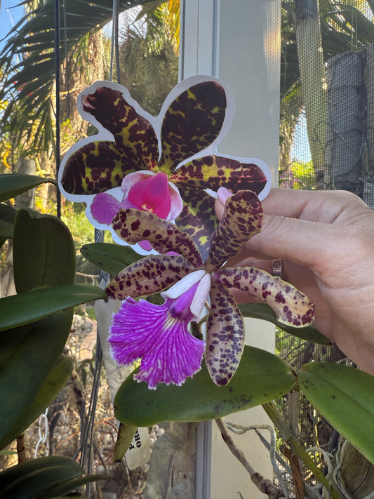 Cattleya Aclandiae Orchid Sticker