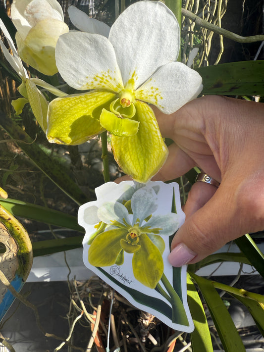 Albo Sanderiana Vanda Flower Kiss-Cut Stickers