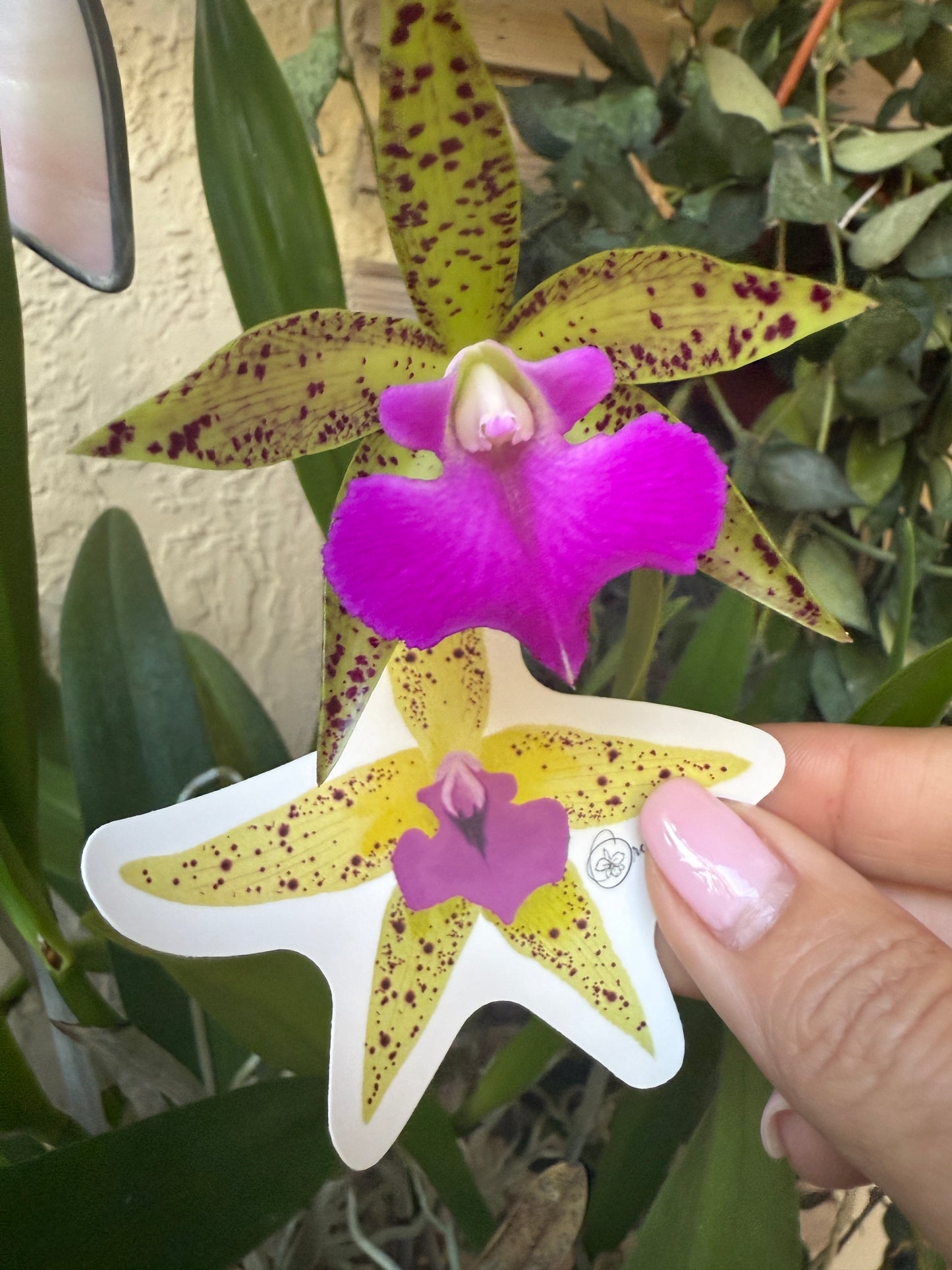 Brassocattleya Florida Stars Orchid Sticker