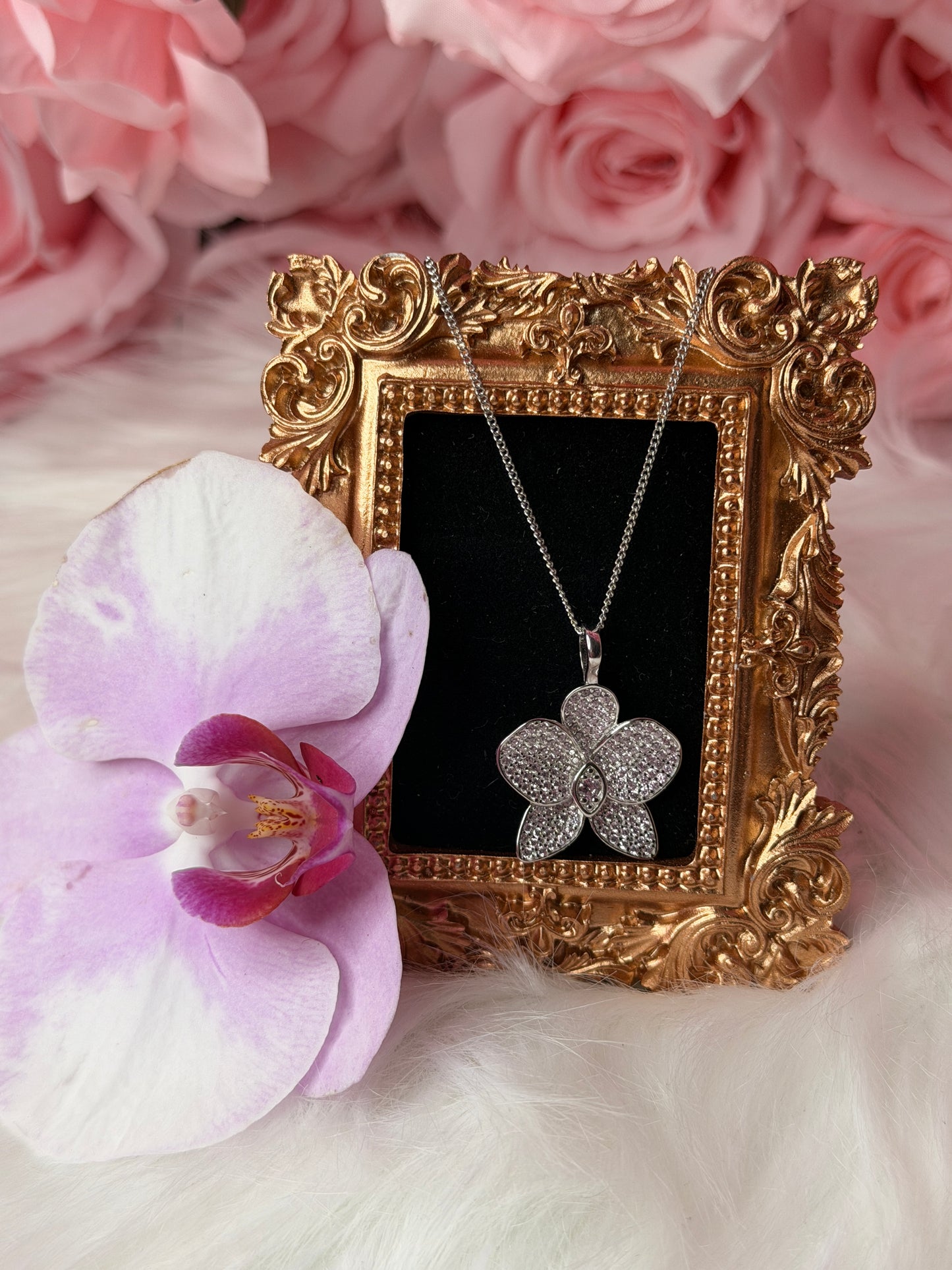 Shimmer me Phalaenopsis Collection • Pink and White Gold - Orchidique