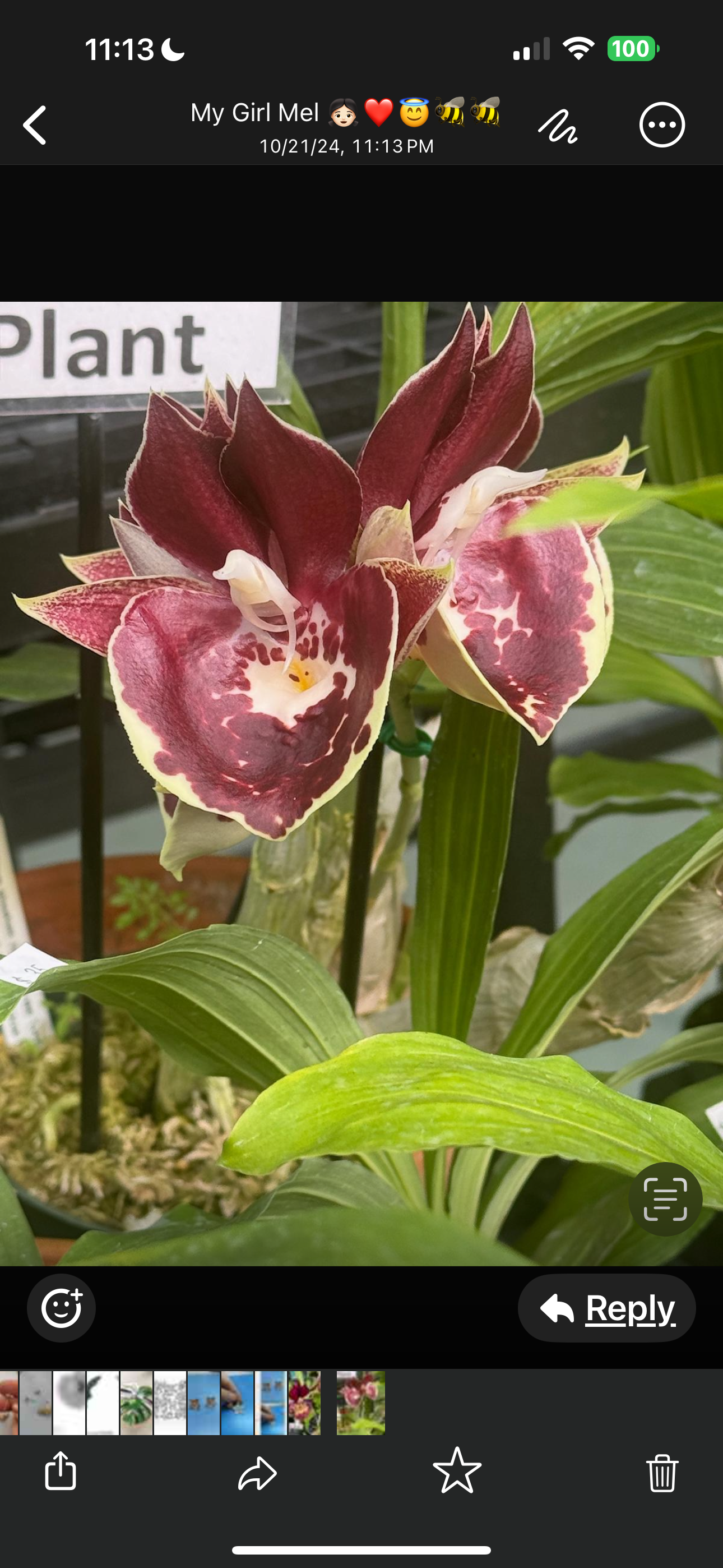 Catasetum Orchid Kiss-Cut Stickers - Orchidique