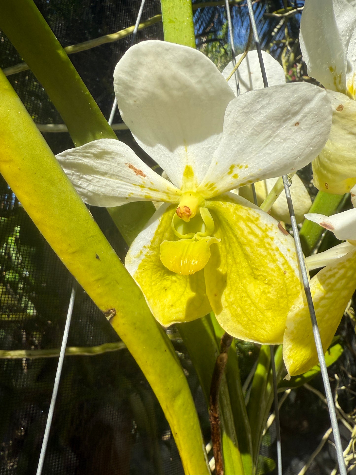 Lime Yellow Vanda Flower Kiss-Cut Stickers - Orchidique