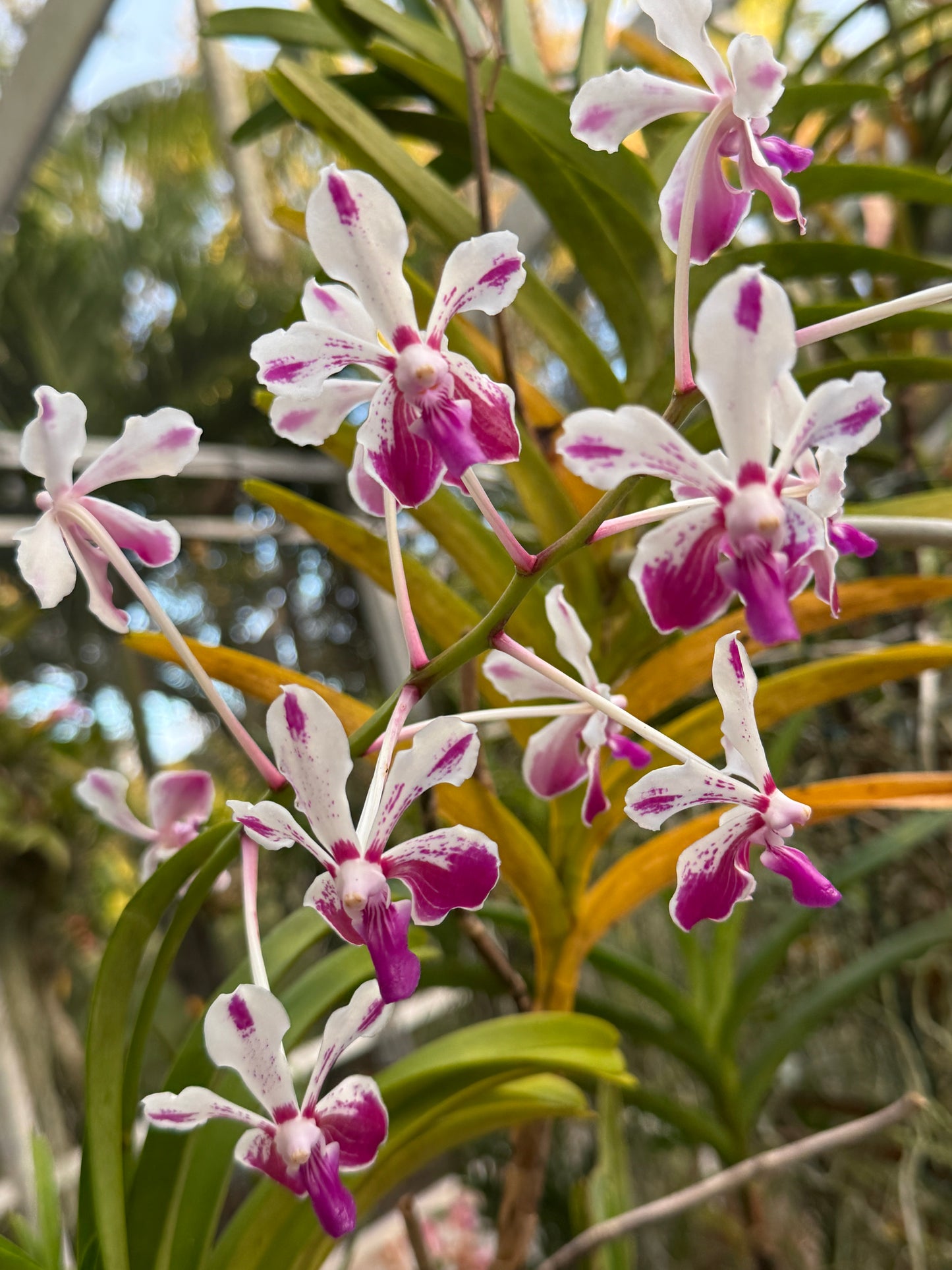 Vanda Loke-inspired Orchid Vanda Flower Pendant Jewelry