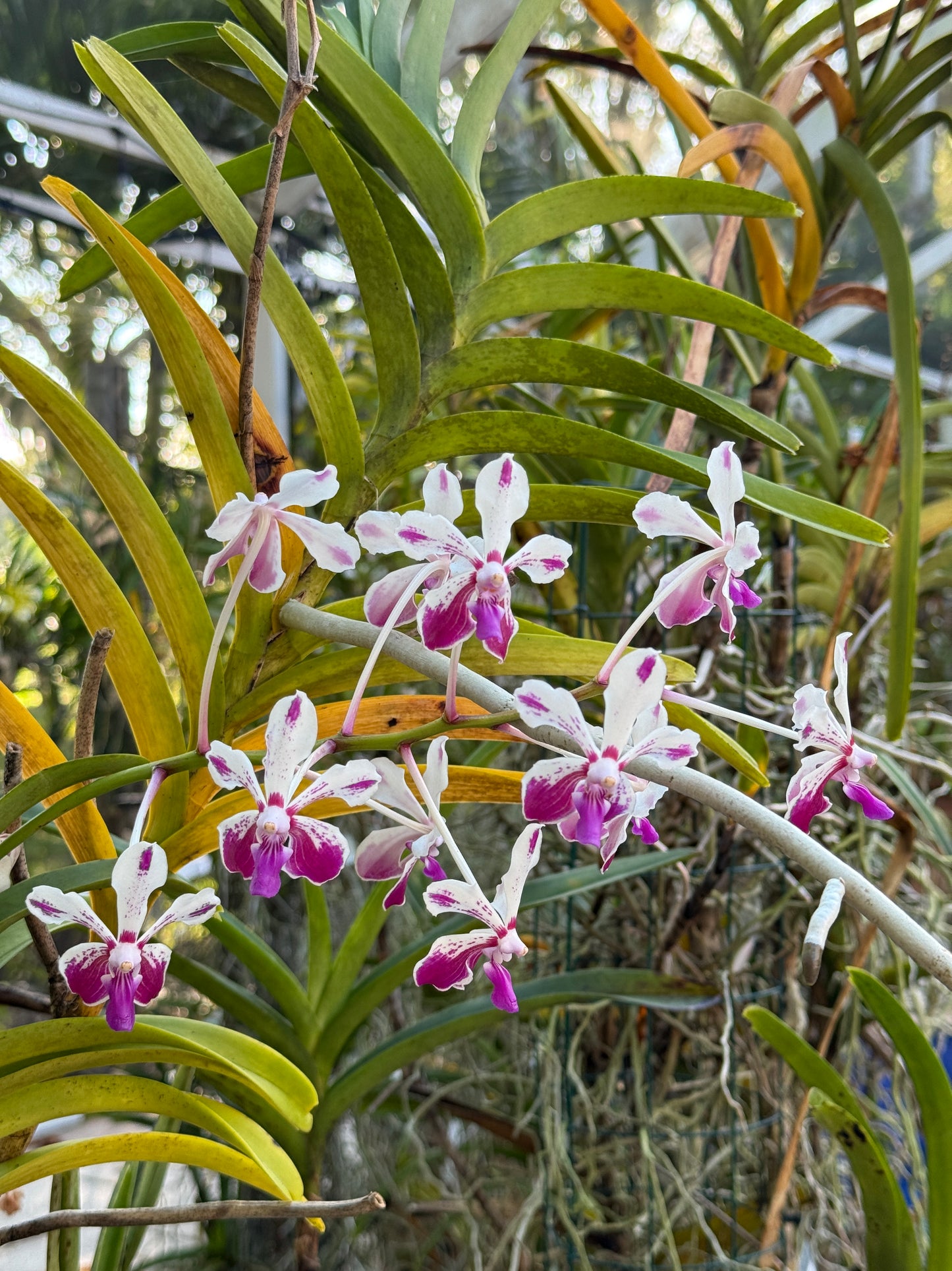Vanda Loke-inspired Orchid Vanda Flower Pendant Jewelry