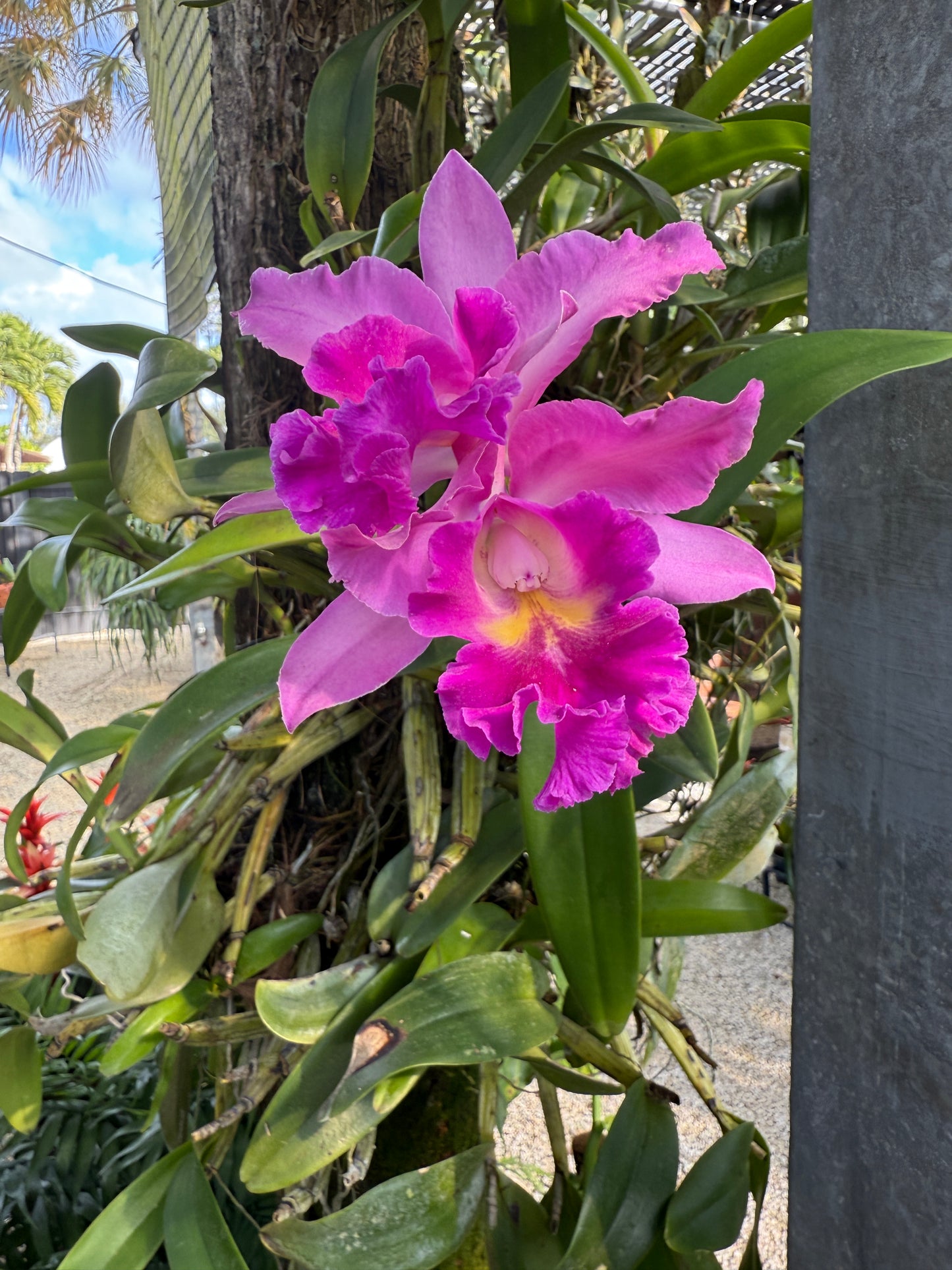 La Brillosa Cattleya Collection: Orchid Lariat Necklace