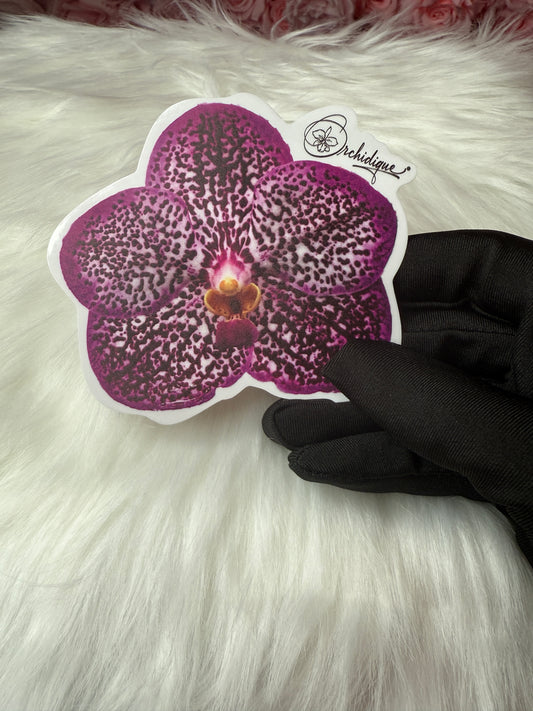 Vanda Uraiwan Belle Sticker • Orchid Sticker