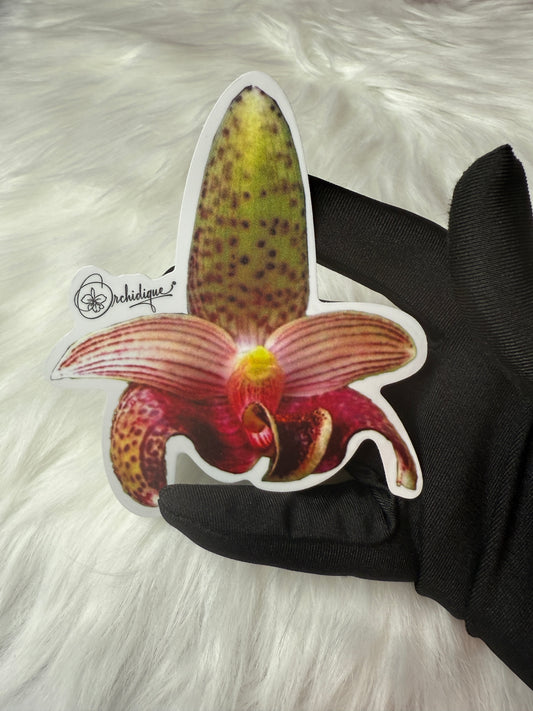Bulbophyllum Sumatranum Orchid Sticker