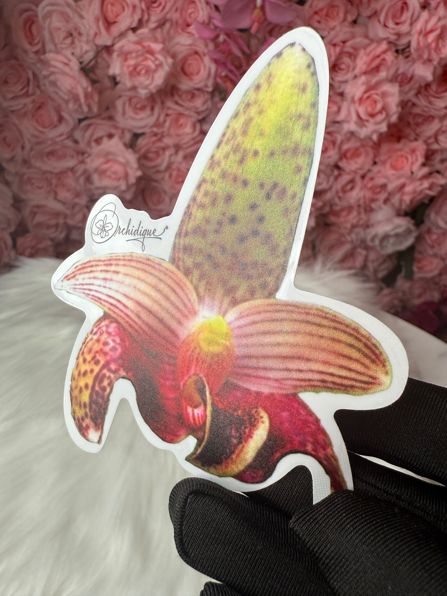Bulbophyllum Sumatranum Orchid Sticker