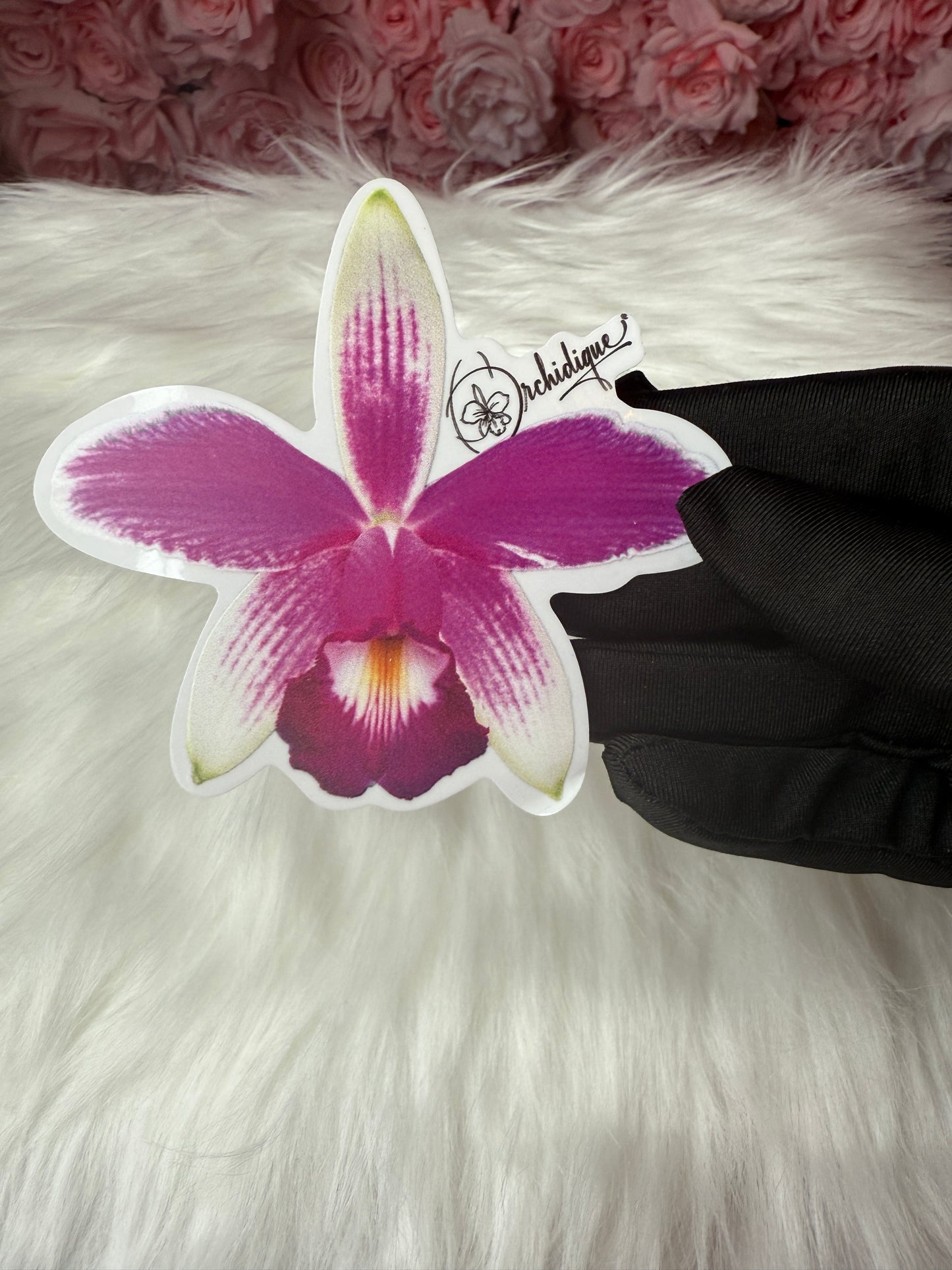 Cattleya Violacea Semi Alba Orchid Sticker