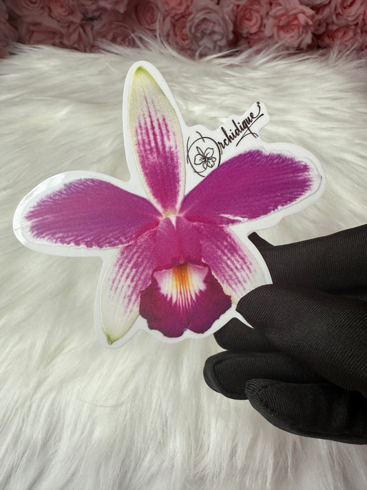 Cattleya Violacea Semi Alba Orchid Sticker