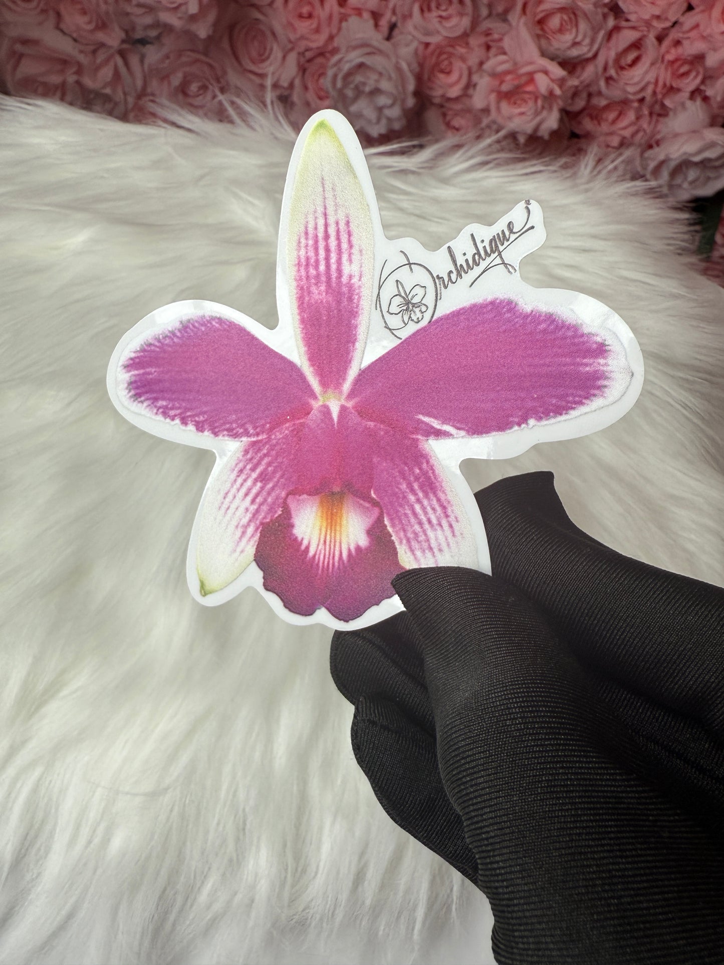 Cattleya Violacea Semi Alba Orchid Sticker