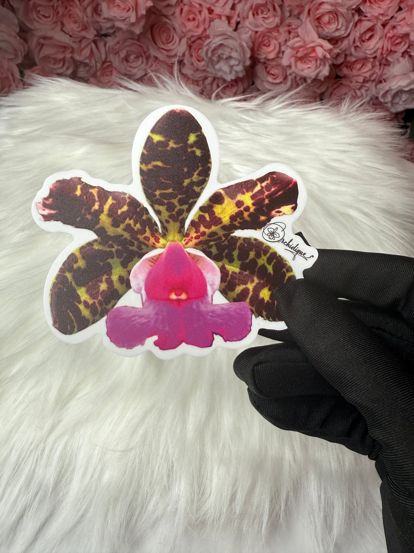 Cattleya Aclandiae Orchid Sticker