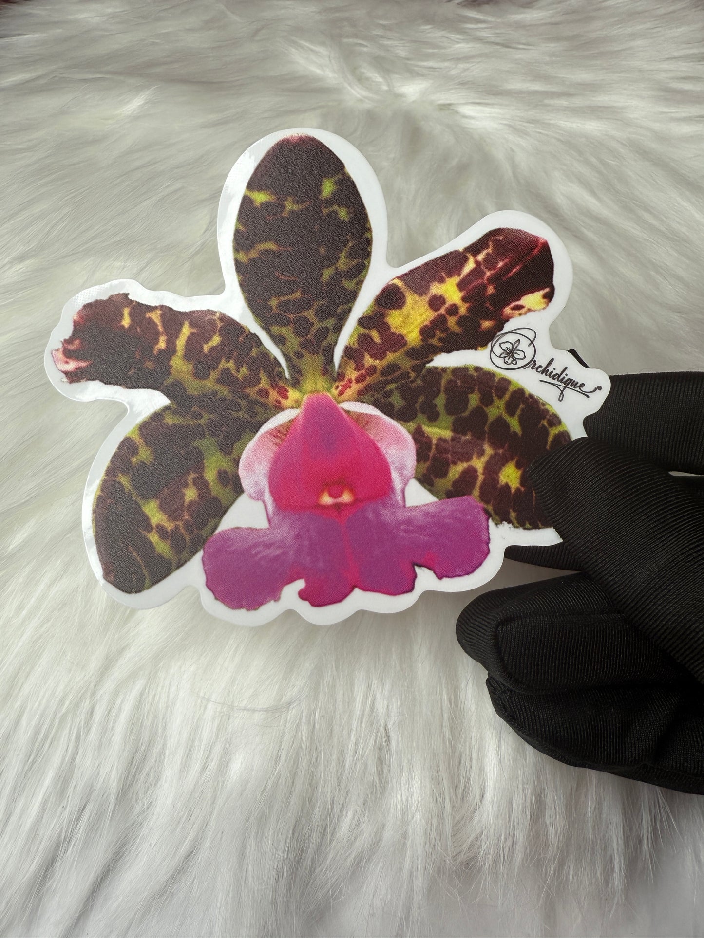 Cattleya Aclandiae Orchid Sticker