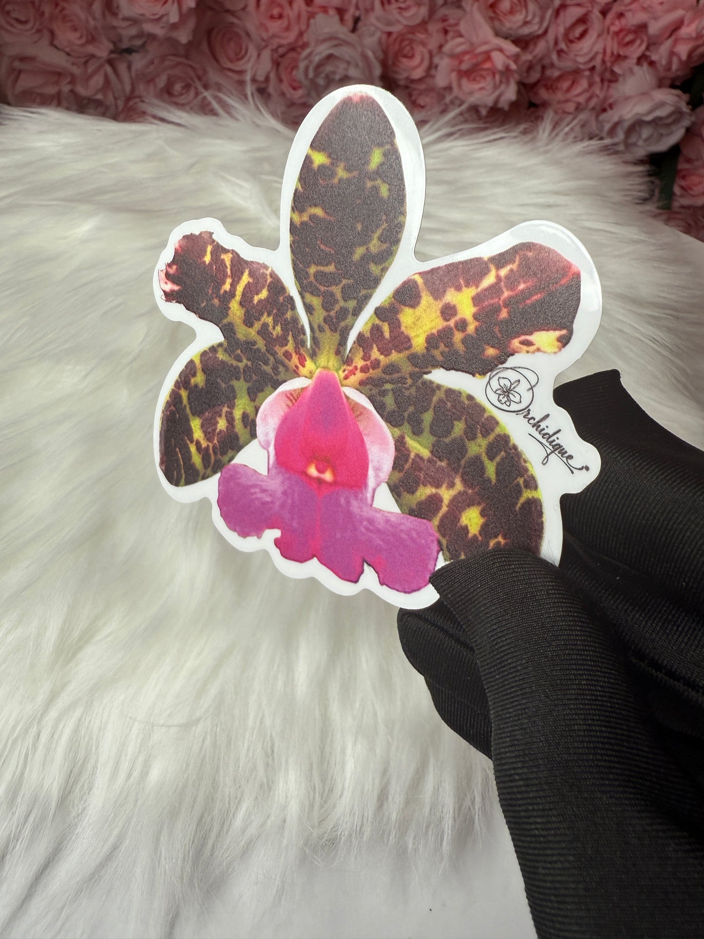 Cattleya Aclandiae Orchid Sticker