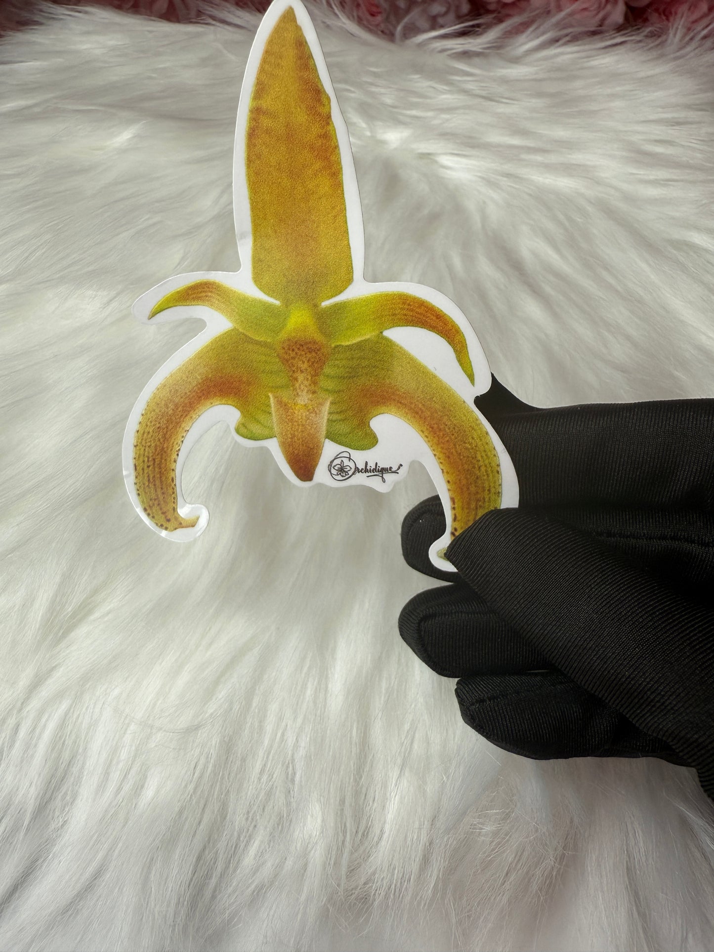 Bulbophyllum lobbii Orchid Sticker