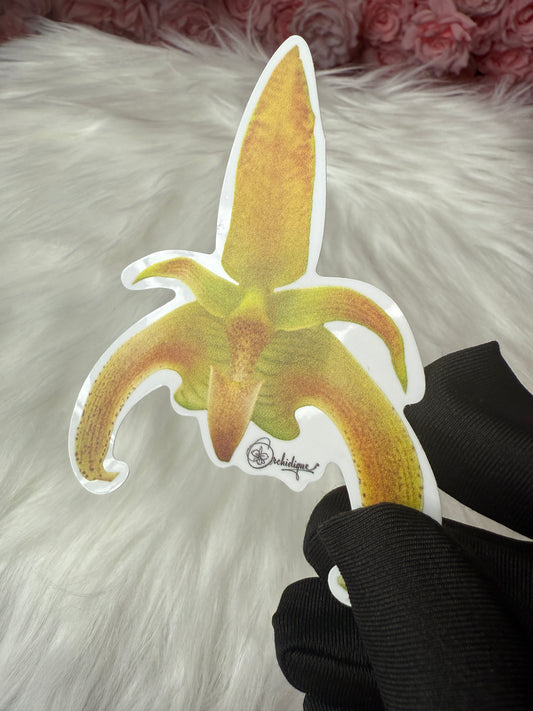 Bulbophyllum lobbii Orchid Sticker